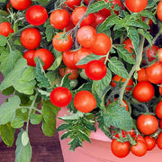 Balkon Red Tomato Seeds