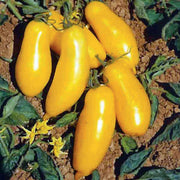 Banana Tomato Seeds