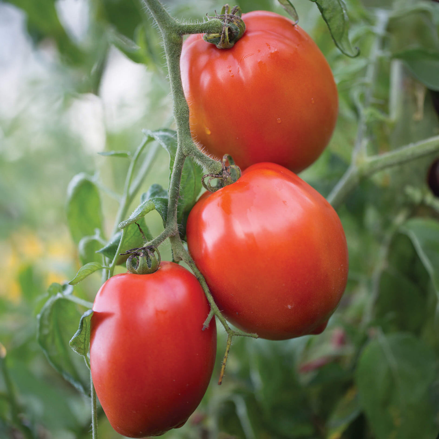 Big Mama Tomato Seeds