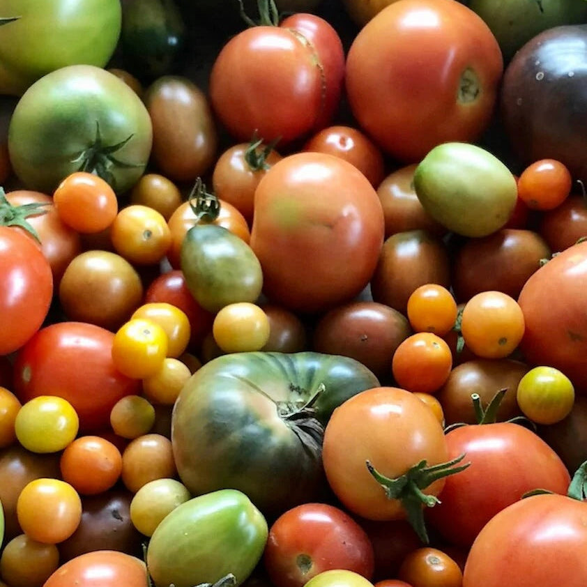Big Mixed Tomato Seeds