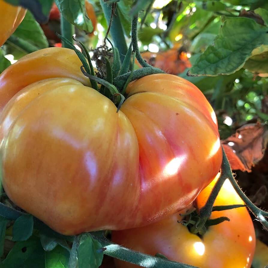 Big Orange Tomato Seeds