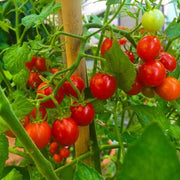 Birdie Rouge Tomato Seeds