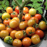 Birdie Rouge Red Cherry Tomato Seeds