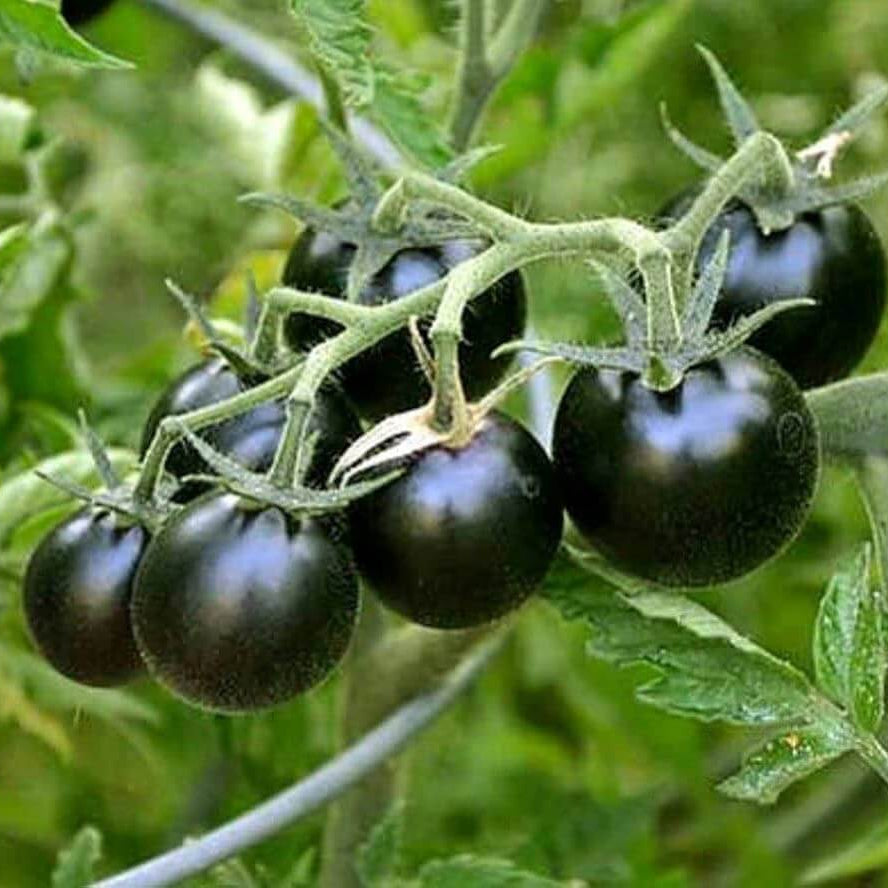 Black Tomato Seeds