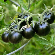 Black Tomato Seeds