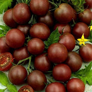 Black Cherry Tomato Seeds
