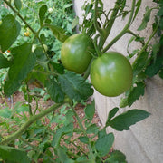 Black Green Tomato Seeds
