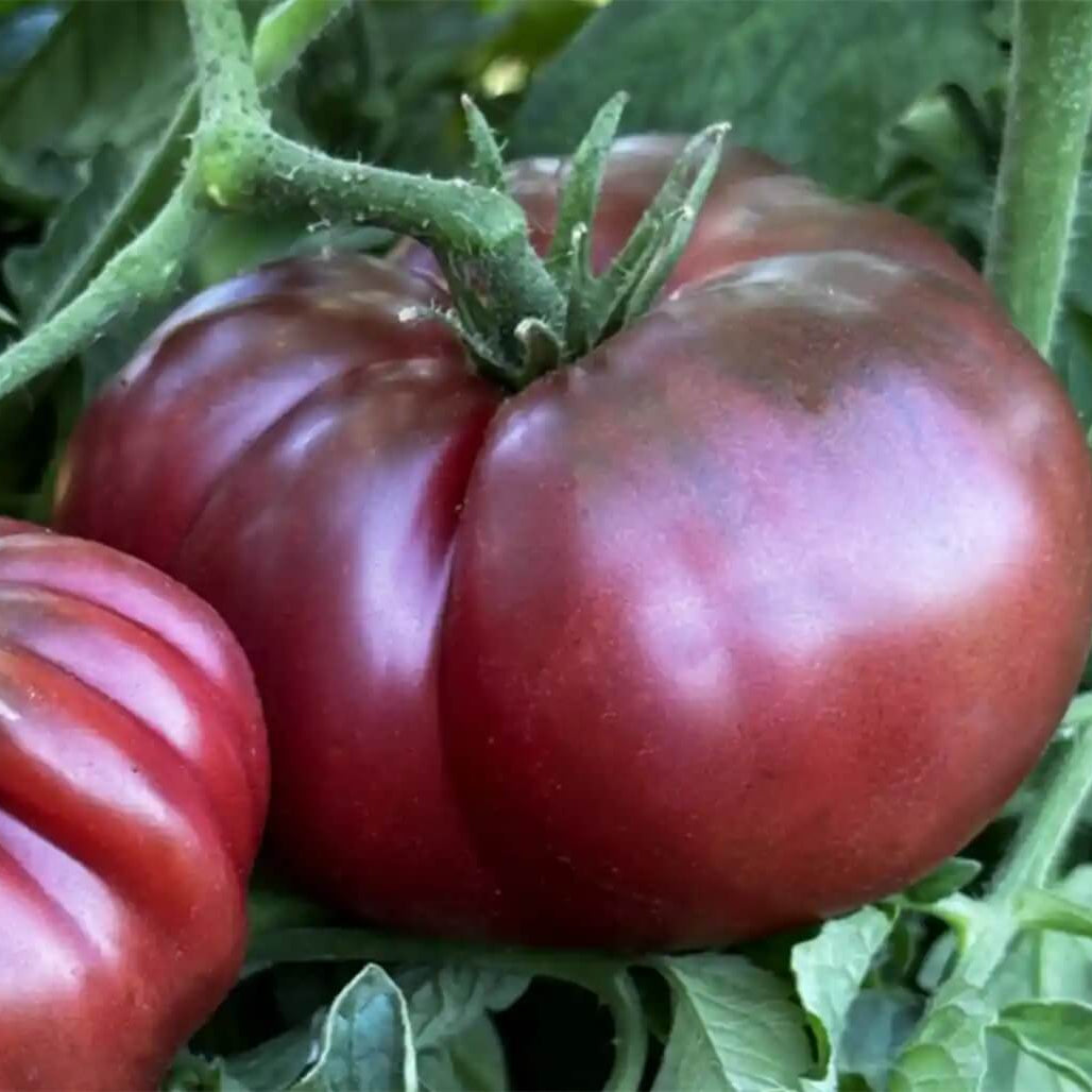 Black Krim Tomato Seeds