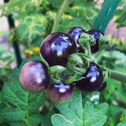 Blue Berries Tomato Seeds