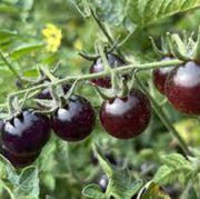 Blue Indigo Rose Tomato Seeds