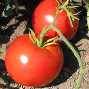 Box Car Willie Tomato Seeds