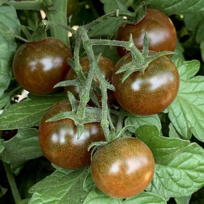 Brown Tomato Seeds