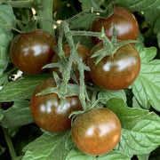 Brown Tomato Seeds