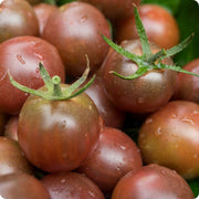 Brown Tomato Seeds