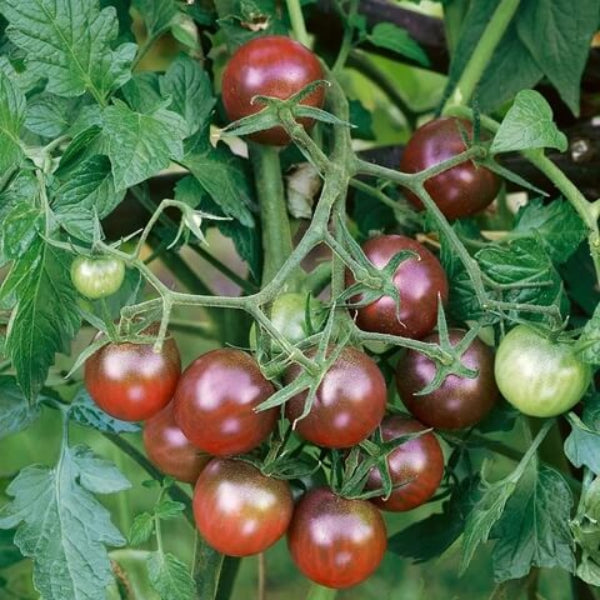 Brown Berry Tomato Seeds