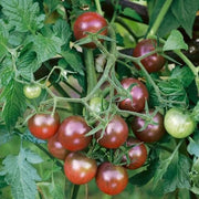 Brown Berry Tomato Seeds