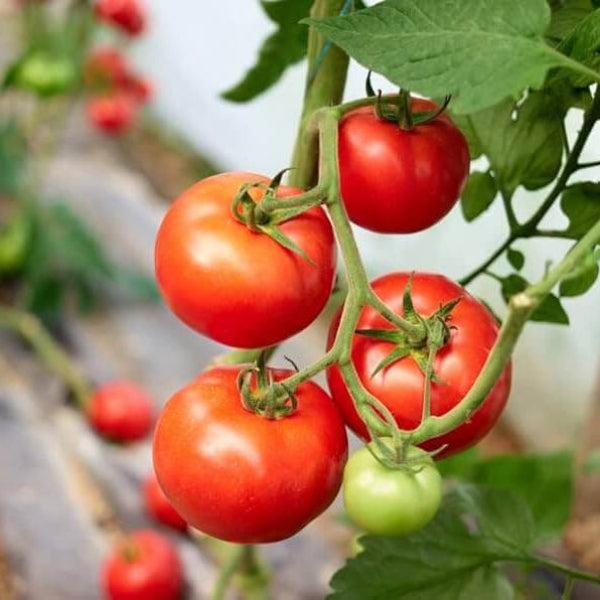 Campbell's Soup Tomato Seeds