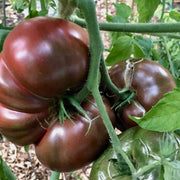 Cherokee Tomato Seeds