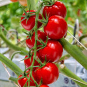 Cherry Tomato Seeds