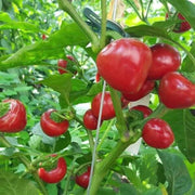 Chili Tomato Seeds