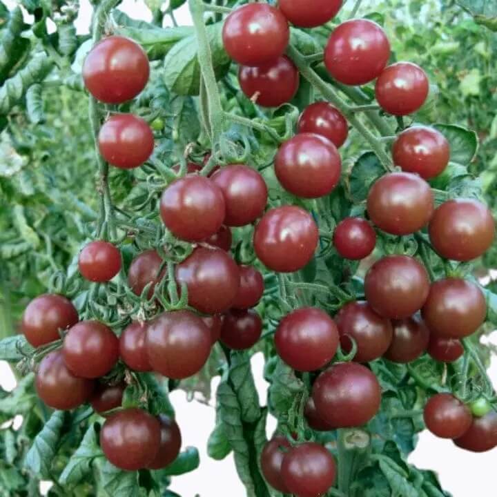 Chocolate Tomato Seeds