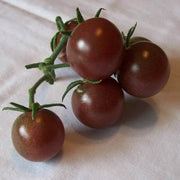Chocolate Tomato Seeds