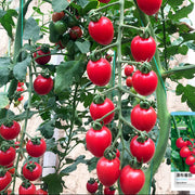 Climbing Waterfall Tomato Seeds