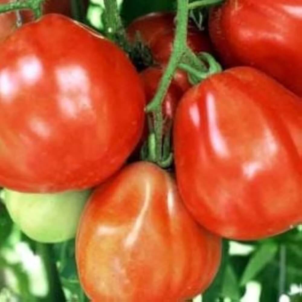 Coeur de Boeuf Rose Tomato Seeds