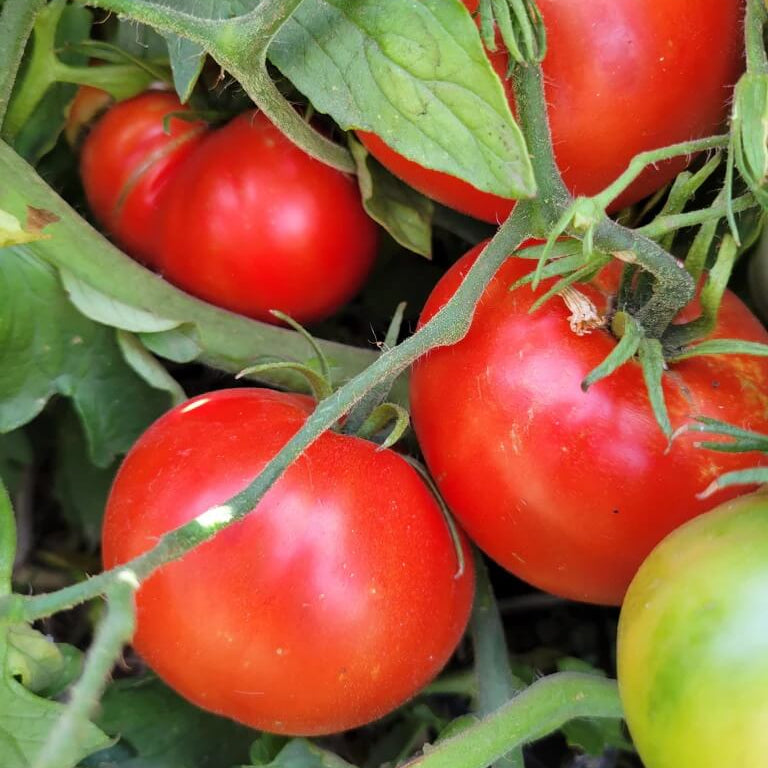 Cosmonaut Volkov Tomato Seeds