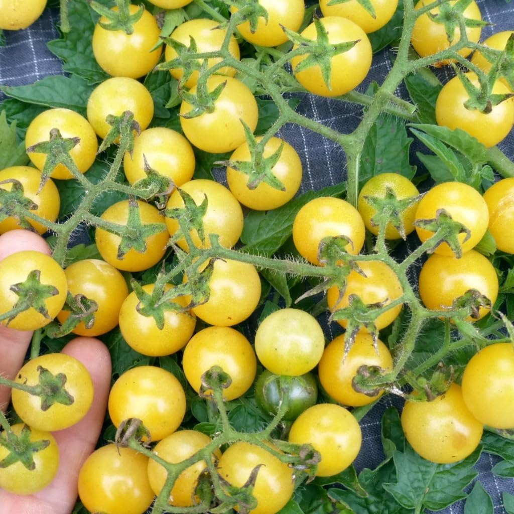 Coyote Tomato Seeds