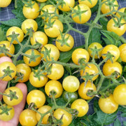Coyote Tomato Seeds