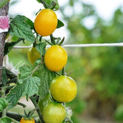 Cream Orange Tomato Seeds
