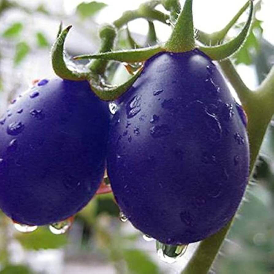 Dark Blue Tomato Seeds