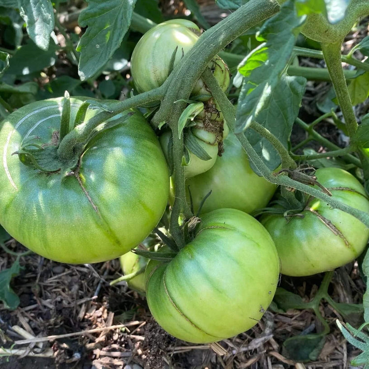 Dark Green Tomato Seeds