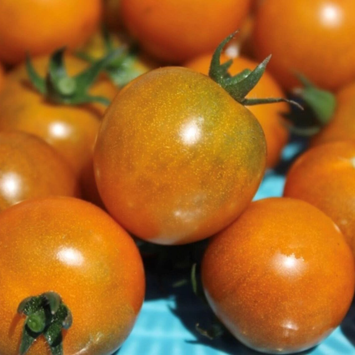 Dark Orange Tomato Seeds