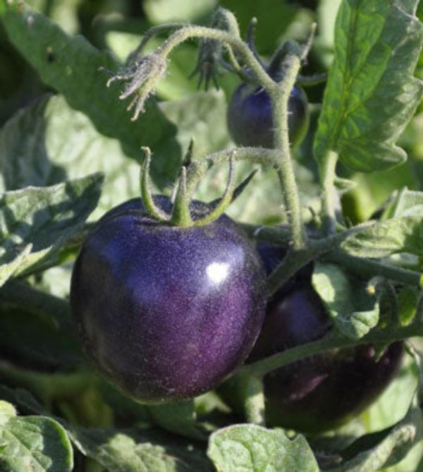 Dark Violet Tomato Seeds