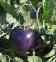 Dark Violet Tomato Seeds