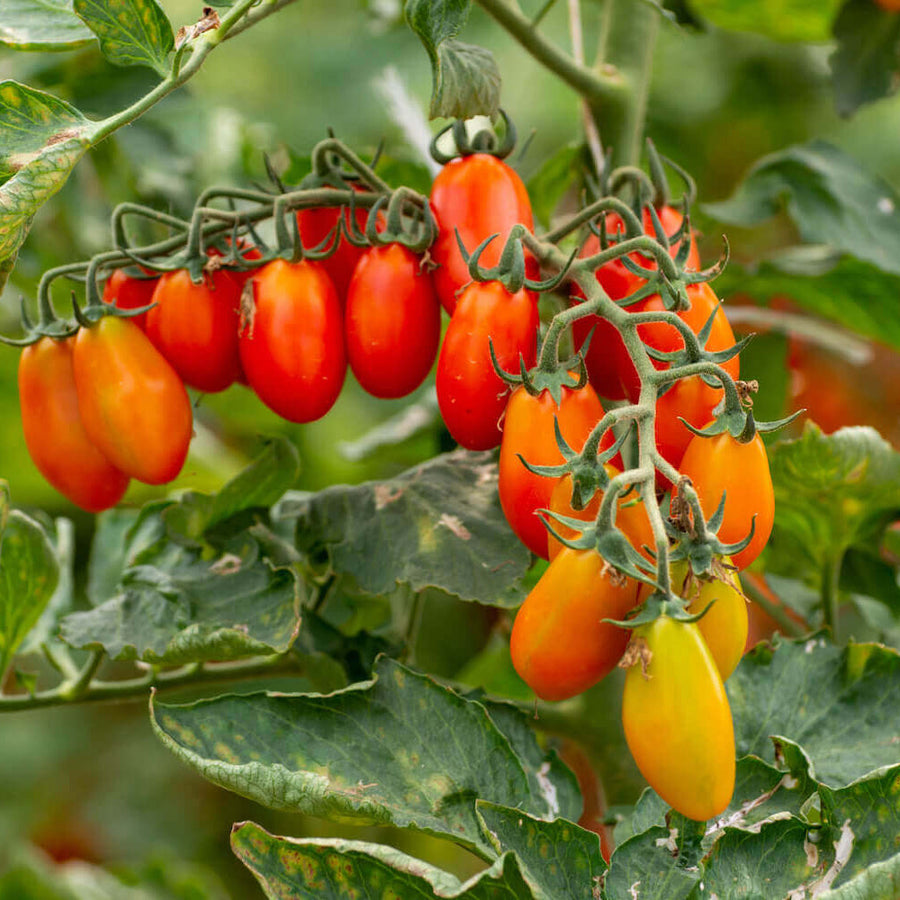 Datterino Tomato Seeds