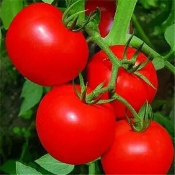 Deep Red Tomato Seeds