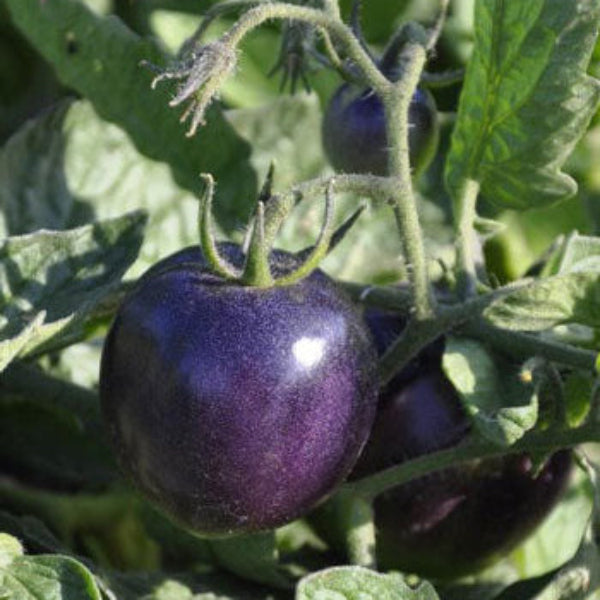 Deep Violet Tomato Seeds