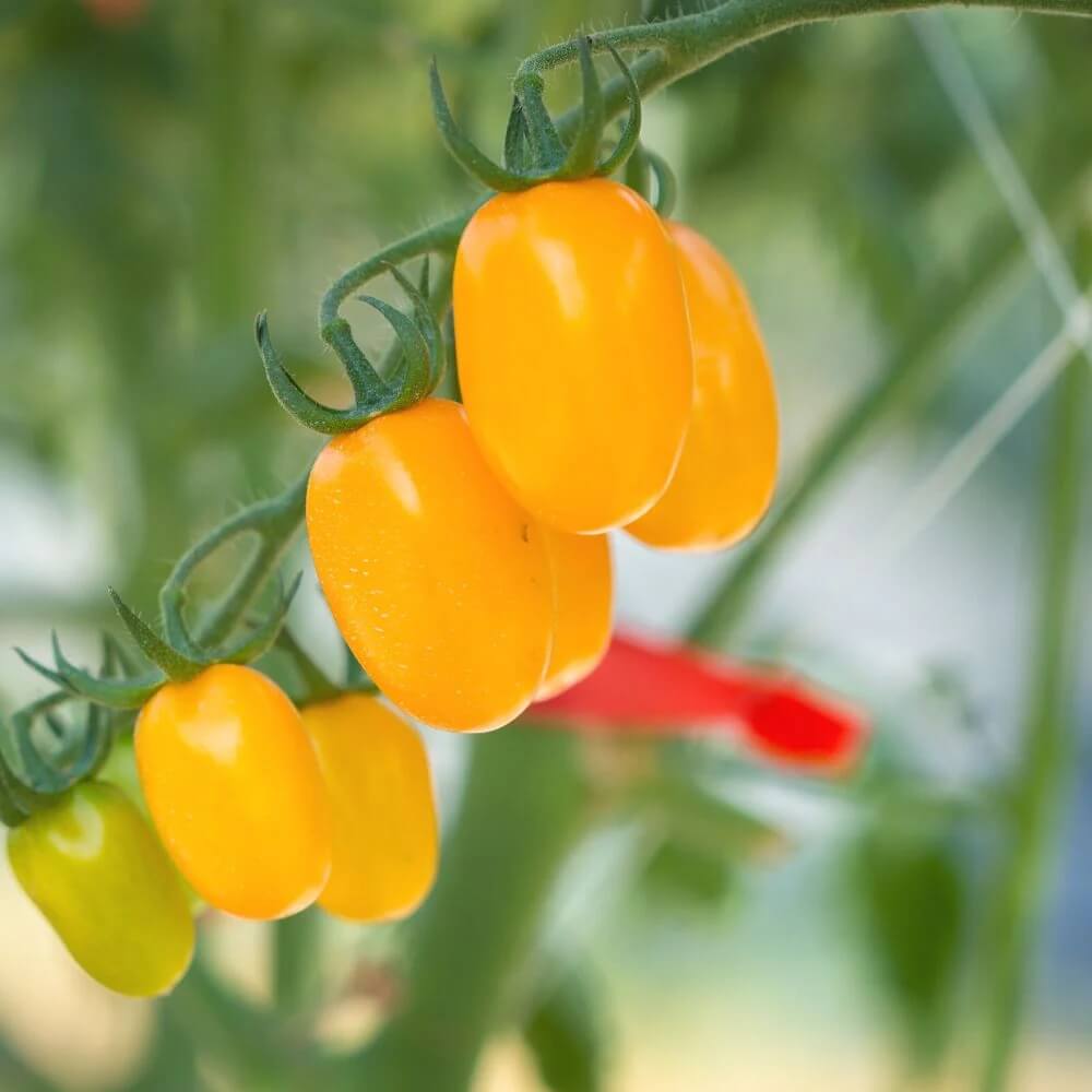Deep Yellow Tomato Seeds
