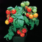 Dwarf Red Robin Tomato Seeds