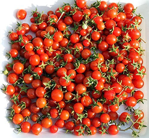 Everglades Tomato Seeds