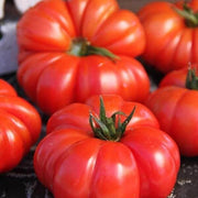 German Tomato Seeds