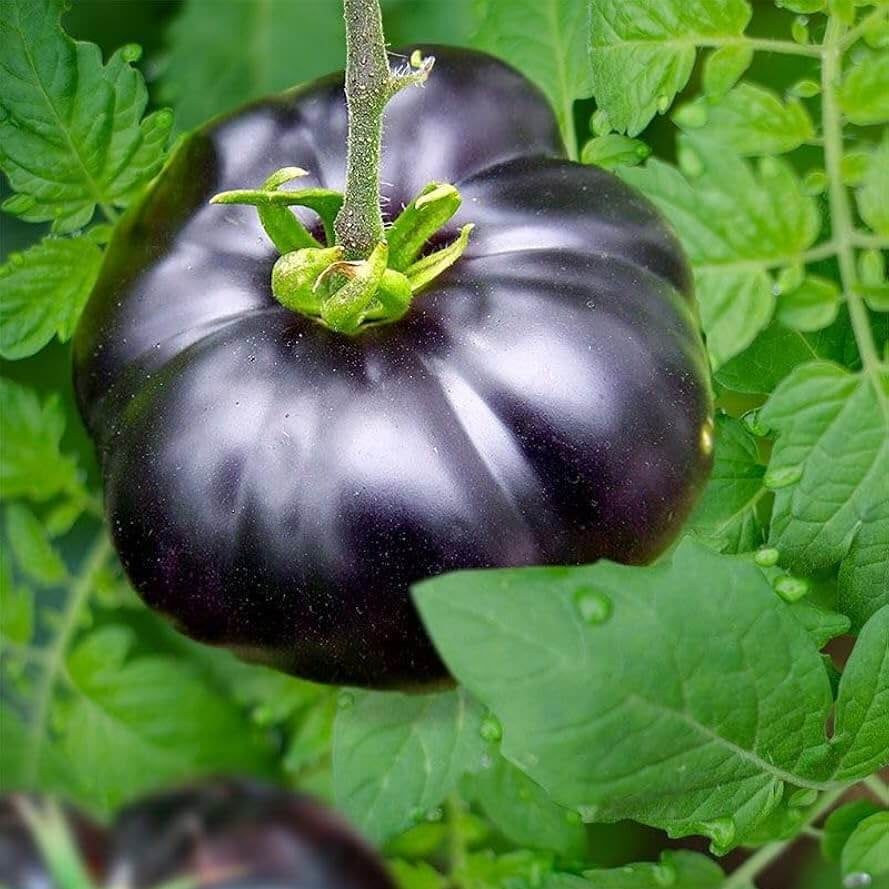 Giant Black Tomato Seeds