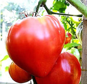 Giant Red Oxheart Tomato Seeds