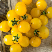 Gold Tomato Seeds