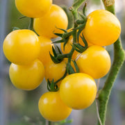 Gold Currant Tomato Seeds