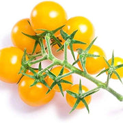 Gold Currant Tomato Seeds