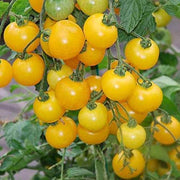 Gold Currant Tomato Seeds